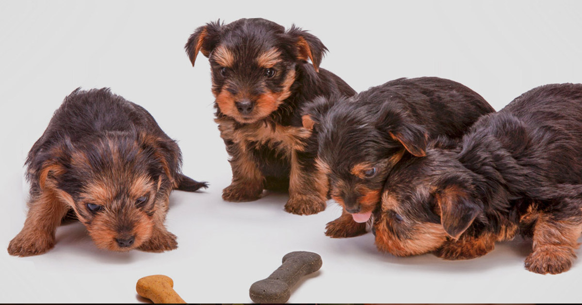 Pet Food Pouches - Floeter